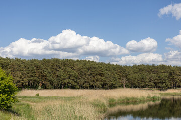 Forest with tall grass and calm water under blue sky with cumulus clouds.