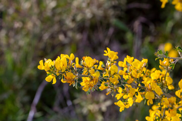 Common broom or Scotch broom, Cytisus scoparius