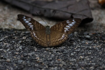 Brown and white butterfly - Malay Viscount butterfly (Tanaecia pelea pelea) resting on the ground, with its wings outstretched. Note the striking hastate patterns with dark brown edges on its wings.