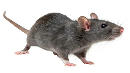  Curious gray rat isolated on transparent background 