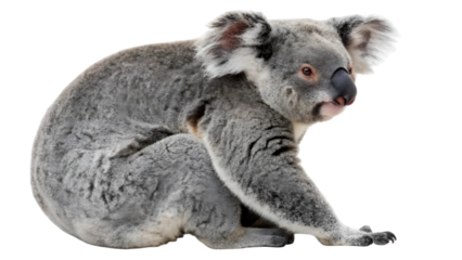  Koala isolated on transparent background 