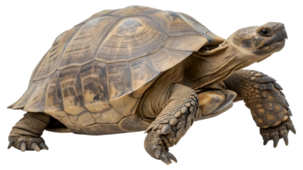  Big turtle isolated on transparent background 