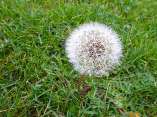 Close-up of Dandelion