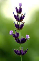 Obraz premium Blue Lavandula or lavender is a perennial flowering plants in the mints family, Lamiaceae. Medicine use 