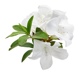 Azaleas flowers with leaves, White flowers isolated on white background with clipping path © DEWINs