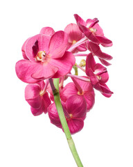 Obraz premium Vanda Orchids, Pink Orchids isolated on white background, with clipping path 