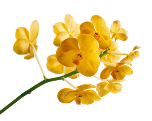 Fototapeta premium Vanda Orchids, Yellow Orchids isolated on white background, with clipping path 