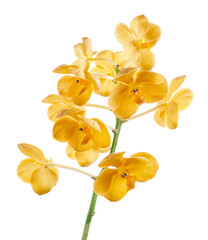 Vanda Orchids, Yellow Orchids isolated on white background, with clipping path 