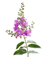 Obraz premium Purple Crepe myrtle flowers, Lagerstroemia indica, Purple flowers isolated on white background, with clipping path