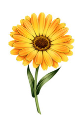 A vibrant calendula flower with striking orange petals and a brown center set against a blended yellowgreen backdrop