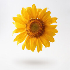 Fototapeta premium sunflower on white background