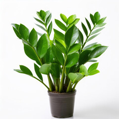 green plant in a pot