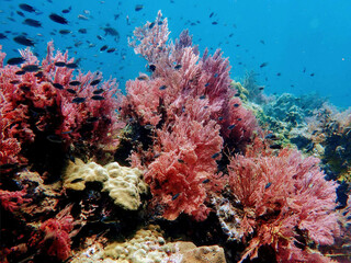 coral reef and coral