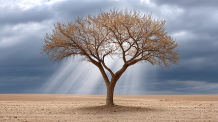 Obraz premium Solitary Tree Under Dramatic Sky with Rays of Light and Clear Ground