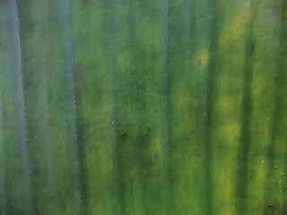 Close-up of a banana leaf showing its natural green texture and vertical lines.