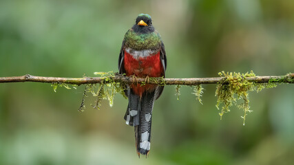 The collared trogon is a passerine bird in the family Trogonidae, closely related to the quetzals and trogons. It is found in Mexico, Central America, and northern South America.