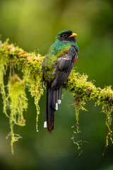 The collared trogon is a passerine bird in the family Trogonidae, closely related to the quetzals and trogons. It is found in Mexico, Central America, and northern South America.