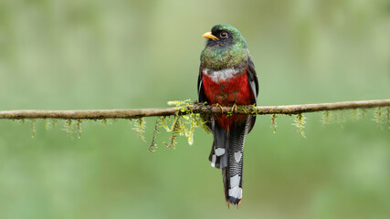 The collared trogon is a passerine bird in the family Trogonidae, closely related to the quetzals and trogons. It is found in Mexico, Central America, and northern South America.