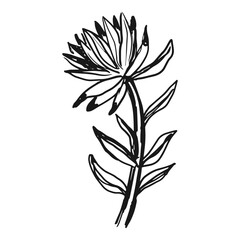 Rhodiola quadrifida vector sketch illustration for medical packaging herbal website cosmetic products 