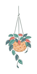 Stylized drawing of kokedama with Tradescantia zebrina hanging on white background. Botanical DIY decor with eco-friendly mood and contemporary aesthetic