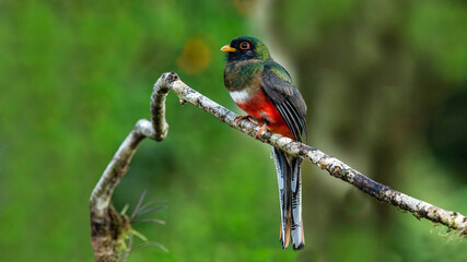 The collared trogon is a passerine bird in the family Trogonidae, closely related to the quetzals...