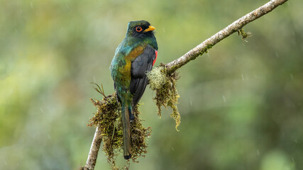 The collared trogon is a passerine bird in the family Trogonidae, closely related to the quetzals and trogons. It is found in Mexico, Central America, and northern South America.