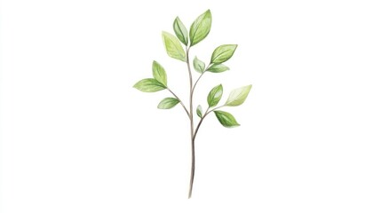 Delicate Branch with Leaves