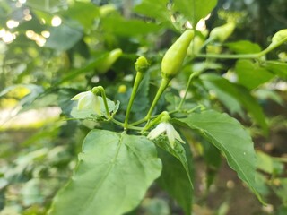 Fresh green chili peppers growing on a plant in a garden with natural outdoor lighting.