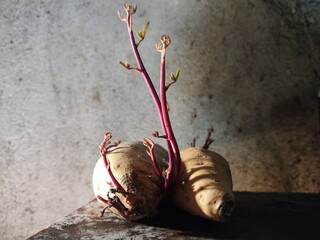 Two Sprouted Potatoes with Long Red Shoots on a Textured Surface, Highlighted by Dramatic Lighting.
