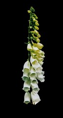 photo of a beautiful white foxglove plant © Rolf