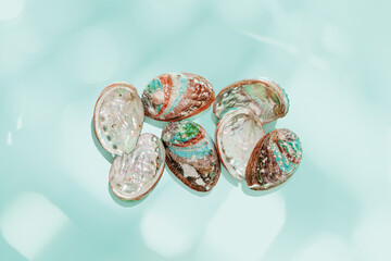 Abalone seashells floating on clear turquoise water with sun glare and waves. Shells of natural...