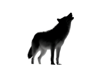 Wolf howling at the moon during a clear night in the forest