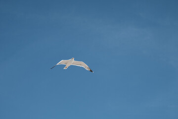 Seagull in flight on clear blue sky