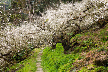 Beautiful view of the Wusonglun Plum Garden with plum blossom in the valley of Xinyi Township, Nantou, Taiwan.