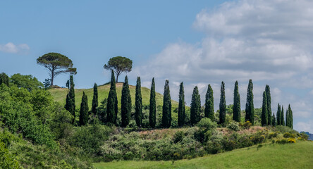 View of the Tuscan hills, in rural Tuscany north of Pienza and San Quirico in the Orcia Valley, Italy. Blue sky with a few fluffy clouds. Cypress trees typical of the area.