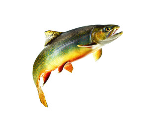 Obraz premium Colorful trout fish jumping in water for fishing enthusiasts on a transparent background, cut out