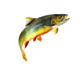 Colorful trout fish jumping in water for fishing enthusiasts on a transparent background, cut out