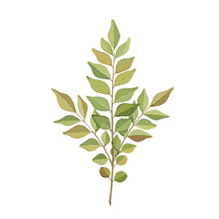 Watercolour Illustration of Curry Leaves on Transparent PNG Background