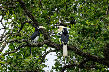 Oriental pied hornbill and fledgling