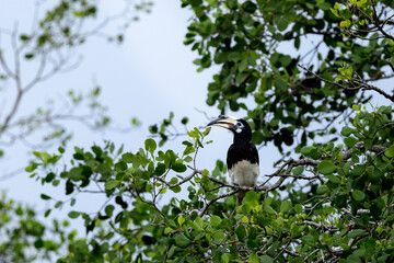 Female oriental pied hornbill