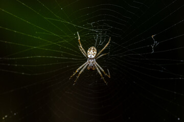 spider on web