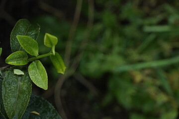 Morning Dew On Longjing Green Tea Leaves Macro Close Up Photograph Capturing Fresh Tea Garden Atmosphere