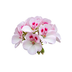 Pelargonium flower cluster isolated on transparent background