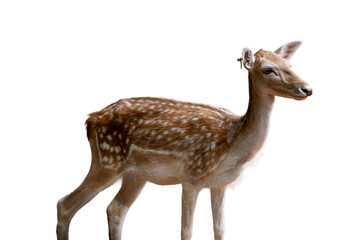 deer isolated on white background  can be used as background