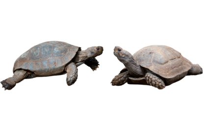 Two turtles isolated on white background