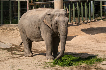 Fototapeta premium Majestic Asian Elephant Grazing Peacefully In Lush Green Habitat