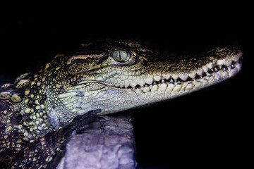 Close Up Ecological Crocodile Habitat In Tropical Wetland Photography