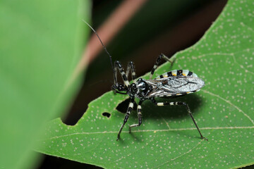 モノクロ、白黒縁取りが陣羽織のようなおしゃれなシマサシガメ成虫（自然環境下ストロボマクロ撮影）