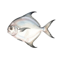 Watercolour Illustration of a Pomfret Fish on Transparent PNG Background
