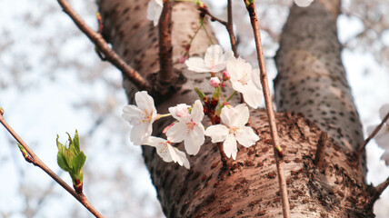 Delicate Fresh Spring Cherry Blossom Festival Scene in Bloom